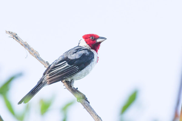 Dominikanerkardinal, Red-capped Cardinal - Paroaria gularis