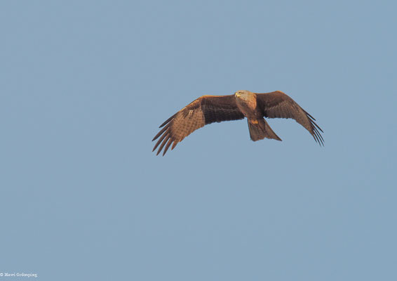 SCHWARZMILAN, BLACK KITE, MILVUS MIGRANS