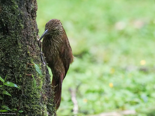 BERGWALD-BAUMSTEIGER, MONTANE WOODCREEPER - LEPIDOCOLAPTES LACRYMIGER