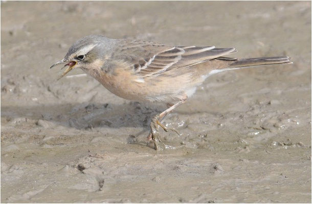 BERGPIEPER, WATER PIPIT, ANTHUS SPINOLETTA