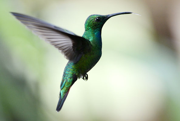 GRÜNKEHLMANGO, GREEN-BREASTED MANGO,  ANTHRACOTHORAX PREVOSTII 
