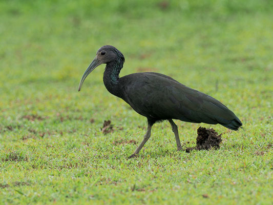 GRÜNIBIS, GREEN IBIS, MESEMBRINIBIS CAYENNENSIS