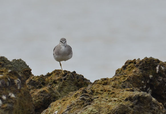 GRAUSCHWANZWASSERLÄUFER, GREY-TAILED TATTLER, HETEROSCELUS BREVIPES