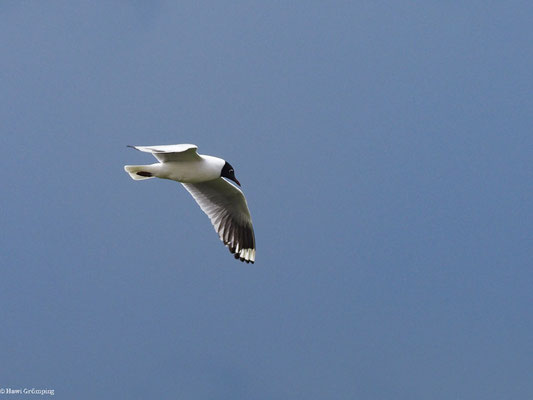 ANDENMÖWE, ANDEAN GULL -  CHROICOCEPHALUS SERRANUS