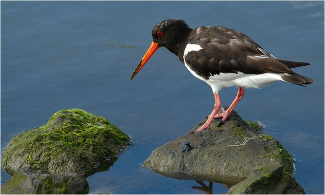 Austernfischer, Oyster-catcher, Haematopus ostralegus
