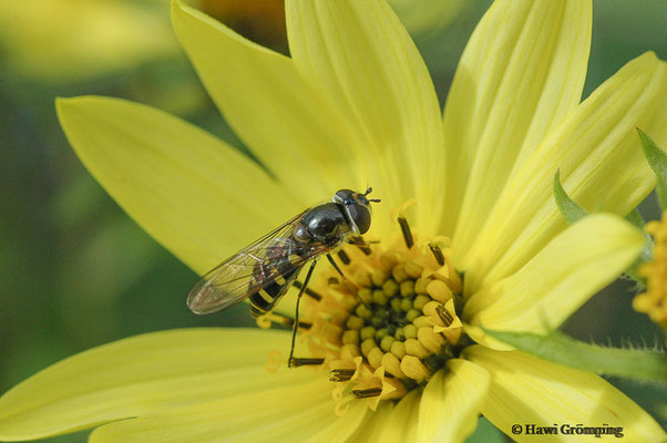 FRÜHE FRÜHLINGSSCHWEBFLIEGE, MELANGYNA LASIOPHTHALMA