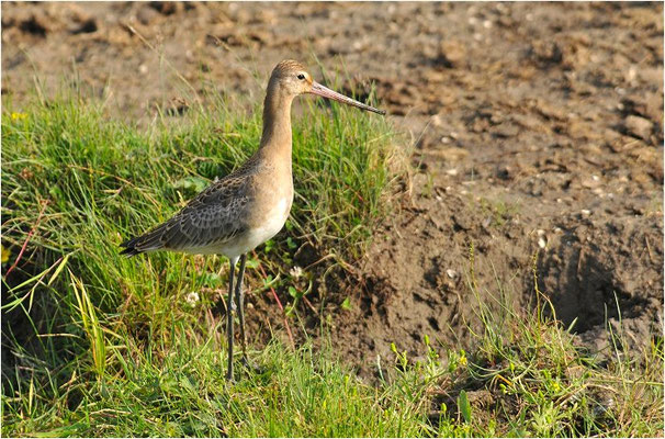 UFERSCHNEPFE, BLACK-TAILED GODWIT, LIMOSA LIMOSA