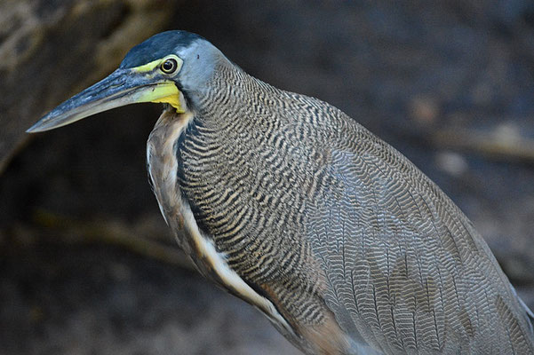 NACKTKEHLREIHER, BARE-THROATED TIGER-HERON, TIGRISOMA MEXICANUM