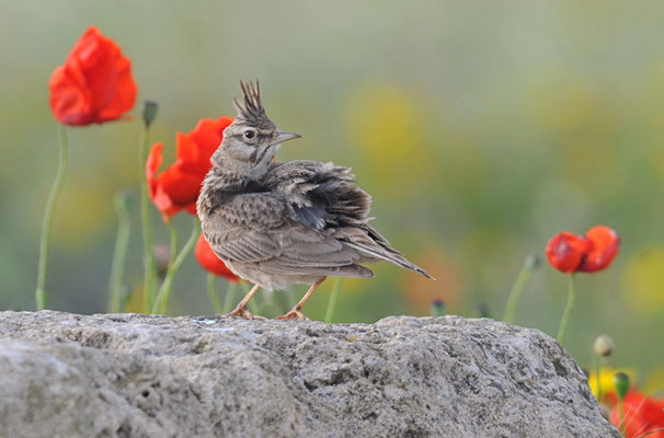 HAUBENLERCHE, CRESTED LARK, GALERIDA CRISTATA