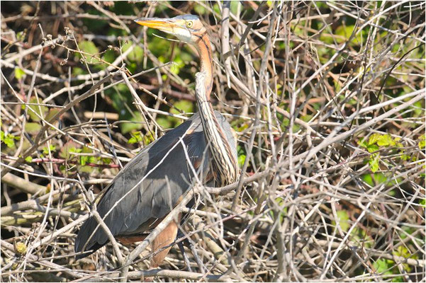 PURPURREIHER, PURPLE HERON, ARDEA PURPUREA