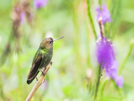 Kupferglanz-Höschenkolibri, Greenish Puffleg - Haplophaedia aureliae