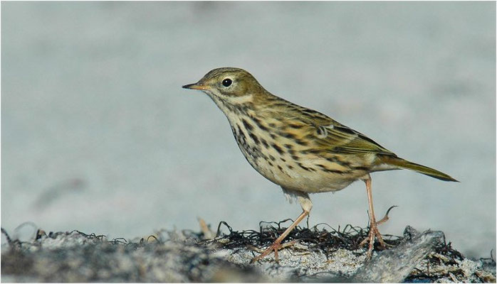 WIESENPIEPER, MEADOW PIPIT, ANTHUS PRATENSIS