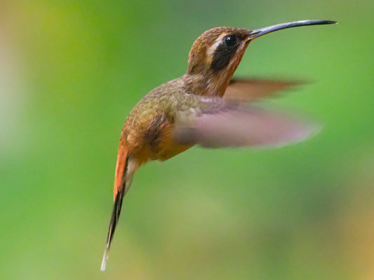STREIFENKEHL-SCHATTENKOLIBRI, STRIPE-THROATED HERMIT - PHAETORNIS STRIIGULARIS