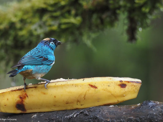 GOLDNACKENTANGARE, GOLDEN-NAPED TANAGER - TANGARA RUFICERVIX