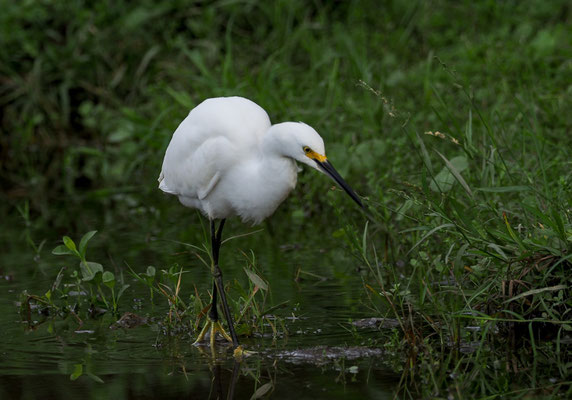 SCHMUCKREIHER, SNOWY EGRET, EGRETTA THULA