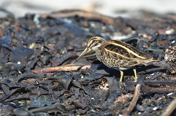 ZWERGSCHNEPFE, JACK SNIPE, LYMNOCRYPTES MINIMUS