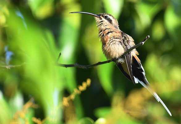 ZIMTROTER SCHATTENKOLIBRI, PLANALTO HERMIT, PHAETORNIS PRETREI