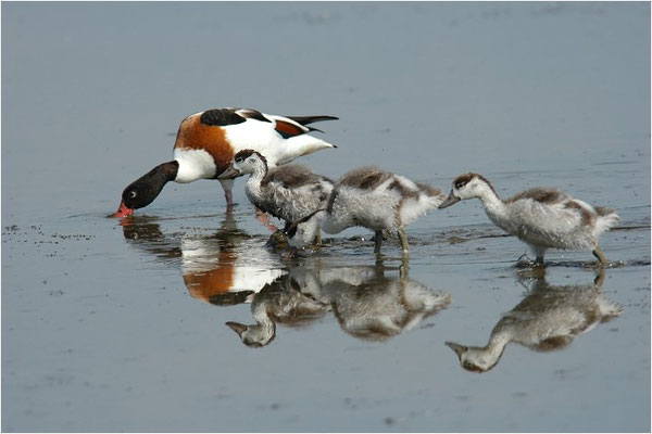BRANDENTE, SHELDUCK, TADORNA TADORNA 