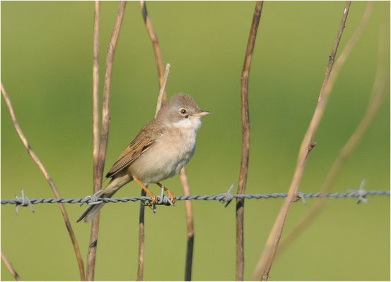 DORNGRASMÜCKE, WHITETHROAT, SYLVIA COMMUNIS