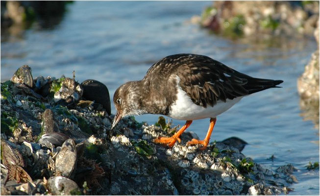 STEINWÄLZER, RUDDY TURNSTONE, ARENARIA INTERPRES