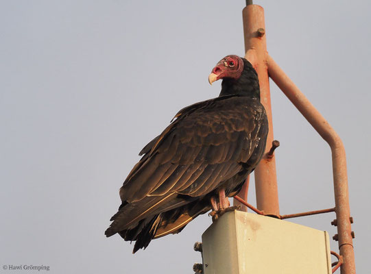 TRUTHAHNGEIER, TURKEY VULTURE, CATHARTES AURA