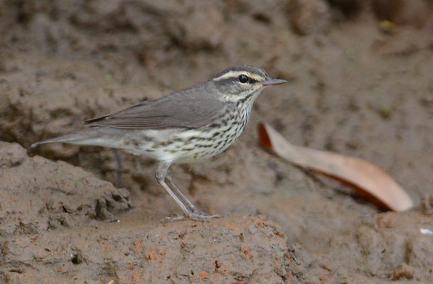 UFERWALDSÄNGER, NORTHERN WATERTRUSH, SEIURUS NOVEBORACENSIS