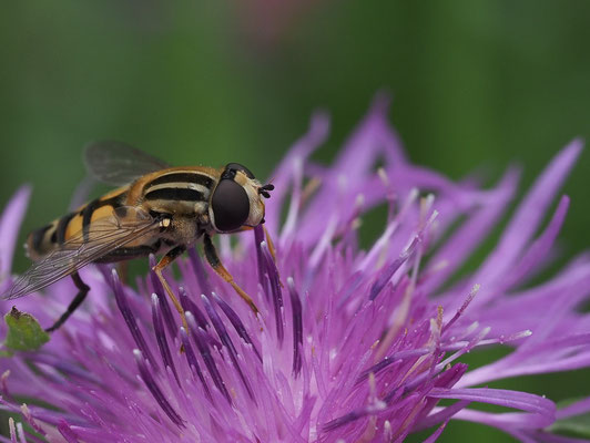 GROSSE SUMPFSCHWEBFLIEGE, HELOPHILUS TRIVITATTUS