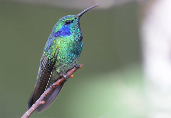 KLEINER VEILCHENOHRKOLIBRI, GREEN VIOLET-EAR, COLIBRI THALASSINUS