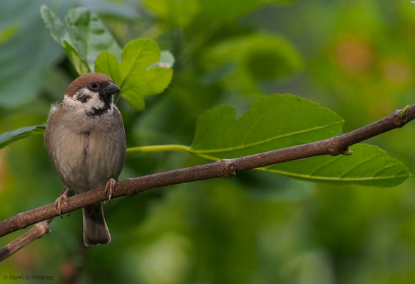 FELDSPERLING, TREE SPARROW, PASSER MONTANUS