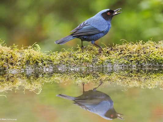 MASKENHAKENSCHNABEL, MASKED FLOWERPIERCER - DIGLOSSA CYANEA