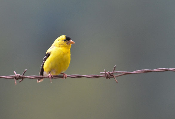 GOLDZEISIG, AMERICAN GOLDFINCH, CARDUELIS TRISTIS