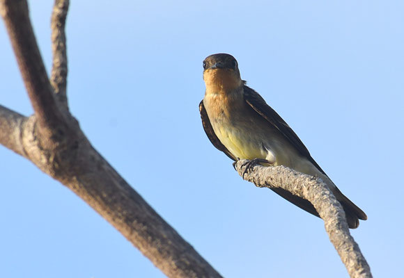 ZIMTKEHLSCHWALBE, SOUTHERN ROUGH-WINGED SWALLOW, STELGYDOPTERYX RUFICOLLIS