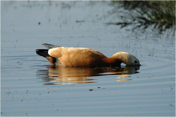 ROSTGANS, RUDDY SHELDUCK, TADORNA FERRUGINEA