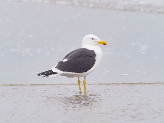 Dominikanermöwe, Kelp Gull - Larus dominicanus
