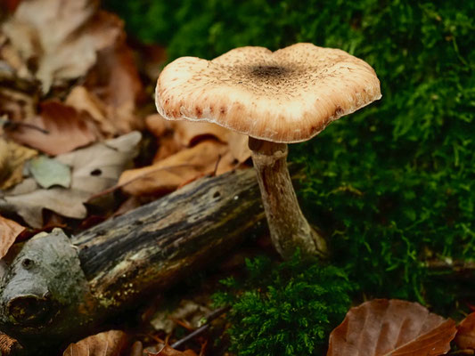 Dunkler Hallimasch - Armillaria ostoyae