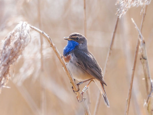 Blaukehlchen, bluethroat, luscinia svecica 