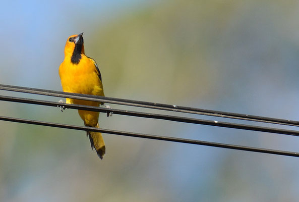 PIROLTRUPIAL, STREAK-BACKED ORIOLE, ICTERUS PUSTULATUS