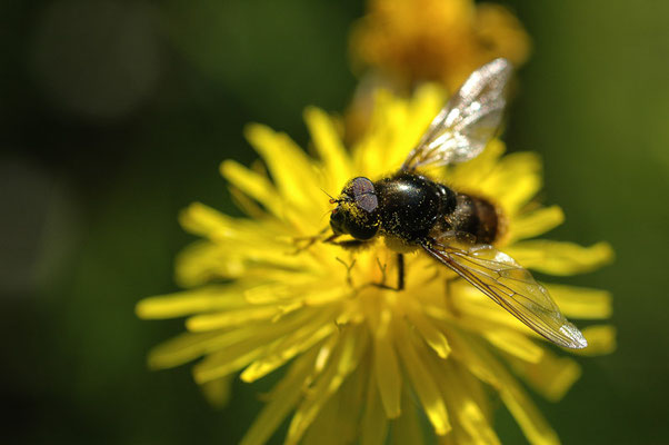 KORBBLÜTLER-ERZSCHWEBFLIEGE, CHEILOSIA CANICULARIS