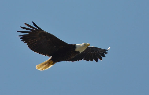 WEISSKOPFSEEADLER, BALD EAGLE,  HALIAEETUS LEUCOCEPHALUS