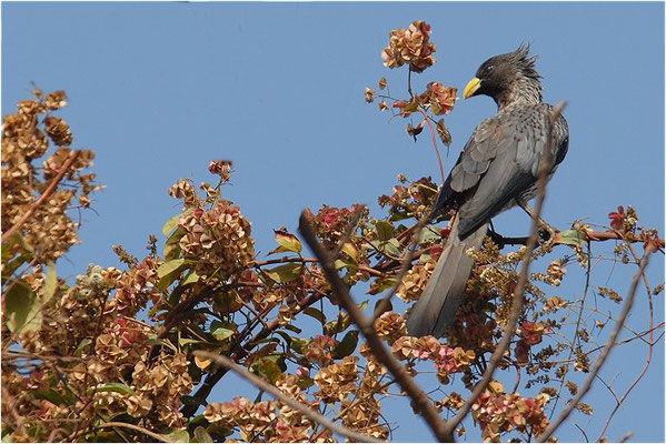 LÄRMVOGEL, WESTERN GREY PLANTAIN-EATER, CRINIFER PISCATOR