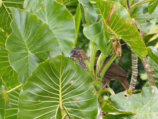 Tüpfelguan, Speckled Chachalaca - Ortalis guttata