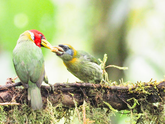 Andenbartvogel, Red-headed Barbet -  Eubucco bourcierii