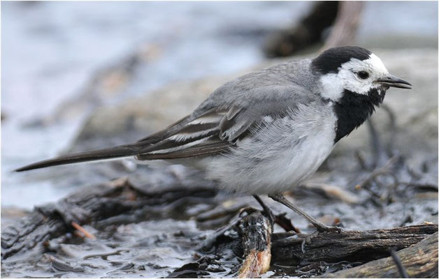 BACHSTELZE,WHITE WAGTAIL, MOTACILLA ALBA