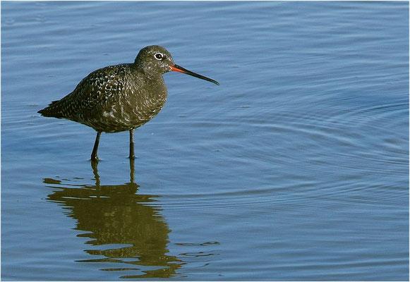 DUNKLER WASSERLÄUFER, SPOTTED REDSHANK, TRINGA ERYTHROPUS