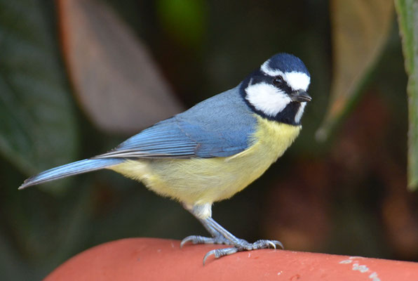 TENERIFFAMEISE, CANARY ISLANDS TIT, PARUS TENERIFFAE