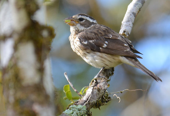 ROSENBRUST-KERNKNACKER, ROSE-BREASTED GROSBEAK, PHEUCTICUS LUDOVICIANUS
