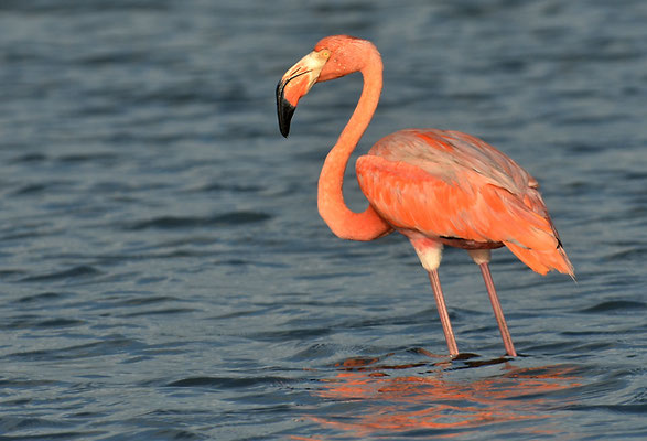 ROTER FLAMINGO (KUBAFLAMINGO), AMERICAN FLAMINGO, PHOENICOPTERUS RUBER