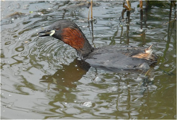 ZWERGTAUCHER, LITTLE GREBE, TACHYBAPTUS RUFICOLLIS