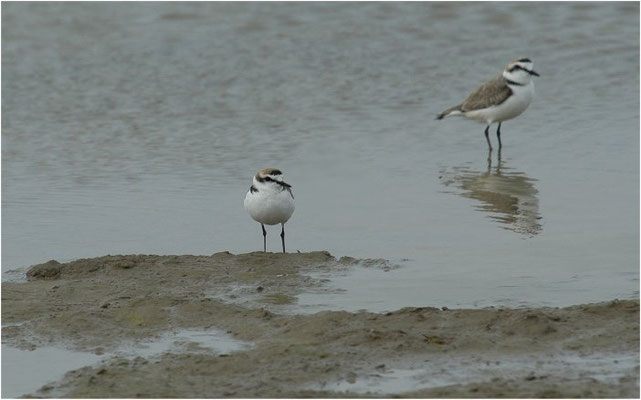 SEEREGENPFEIFER, KENTISH PLOVER, CHARADRIUS ALEXANDRINUS