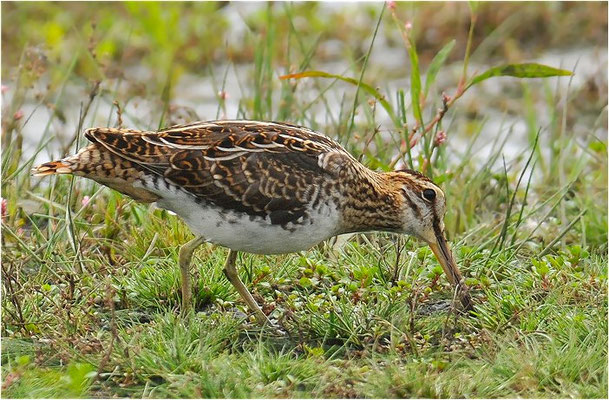 BEKASSINE, COMMON SNIPE, GALLINAGO GALLINAGO